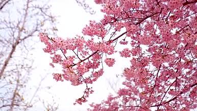 春季踏青旅游实拍高清4k视频的预览图